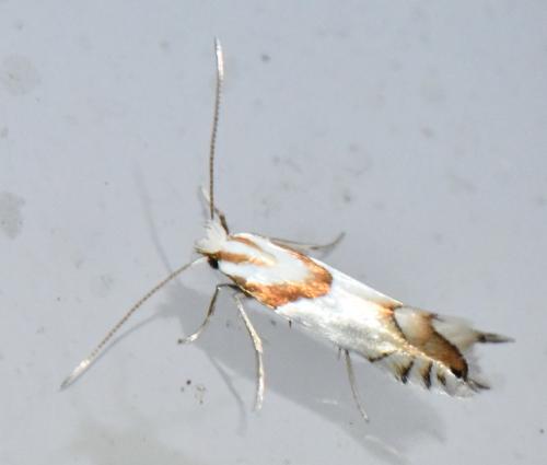 Phyllonorycter roboris